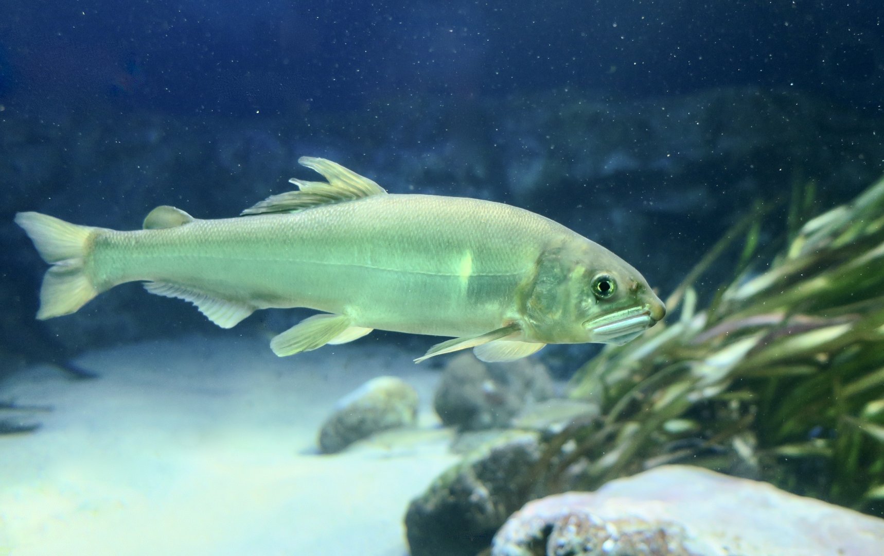 Ayu Sweetfish (Plecoglossus altivelis altivelis)