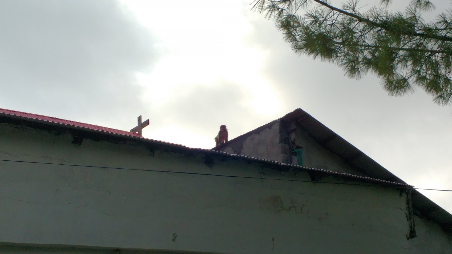 Ayubia National Park - 2016