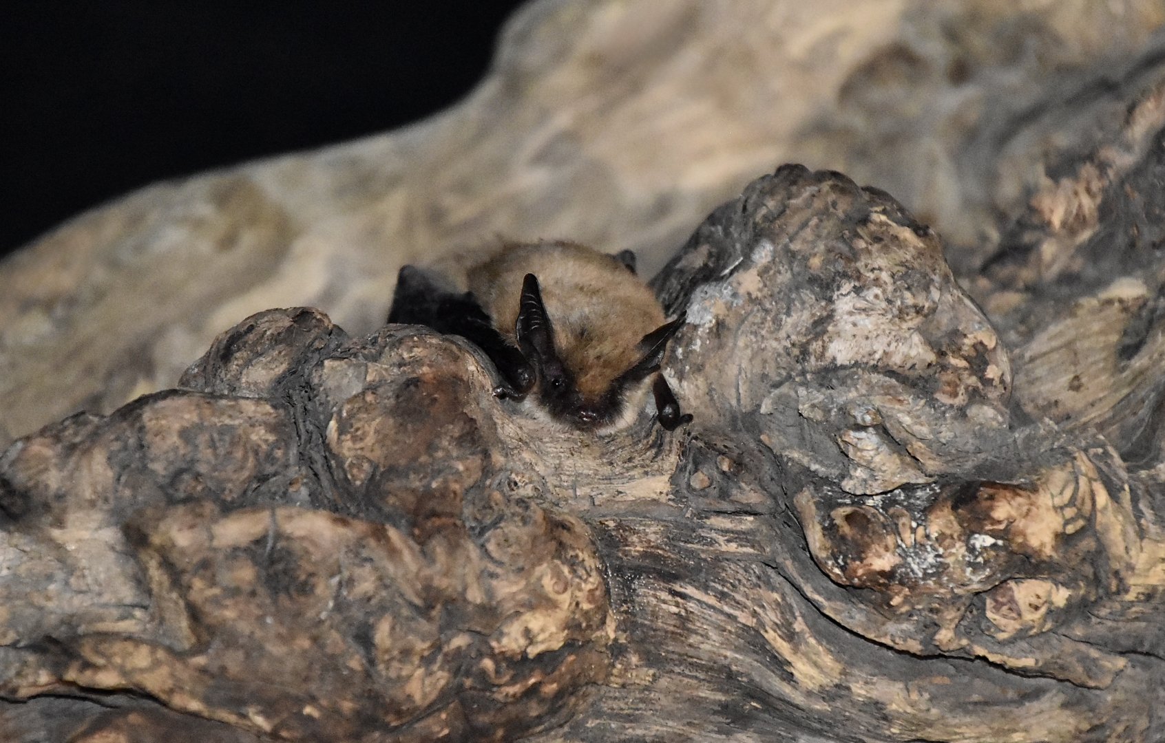 AZ Bat Rescue - California Myotis (Myotis californicus)