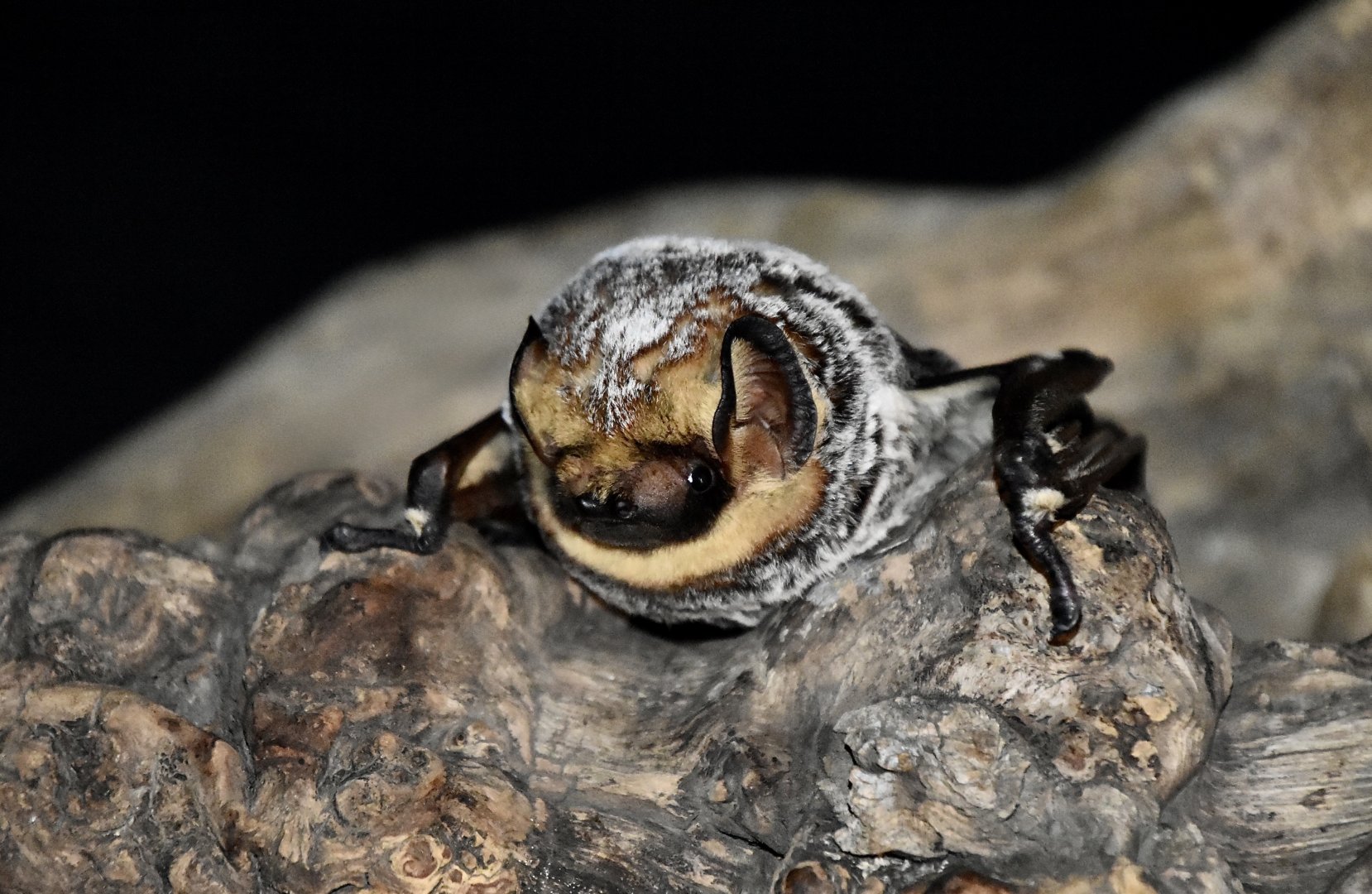 AZ Bat Rescue - Hoary Bat (Lasiurus cinereus)