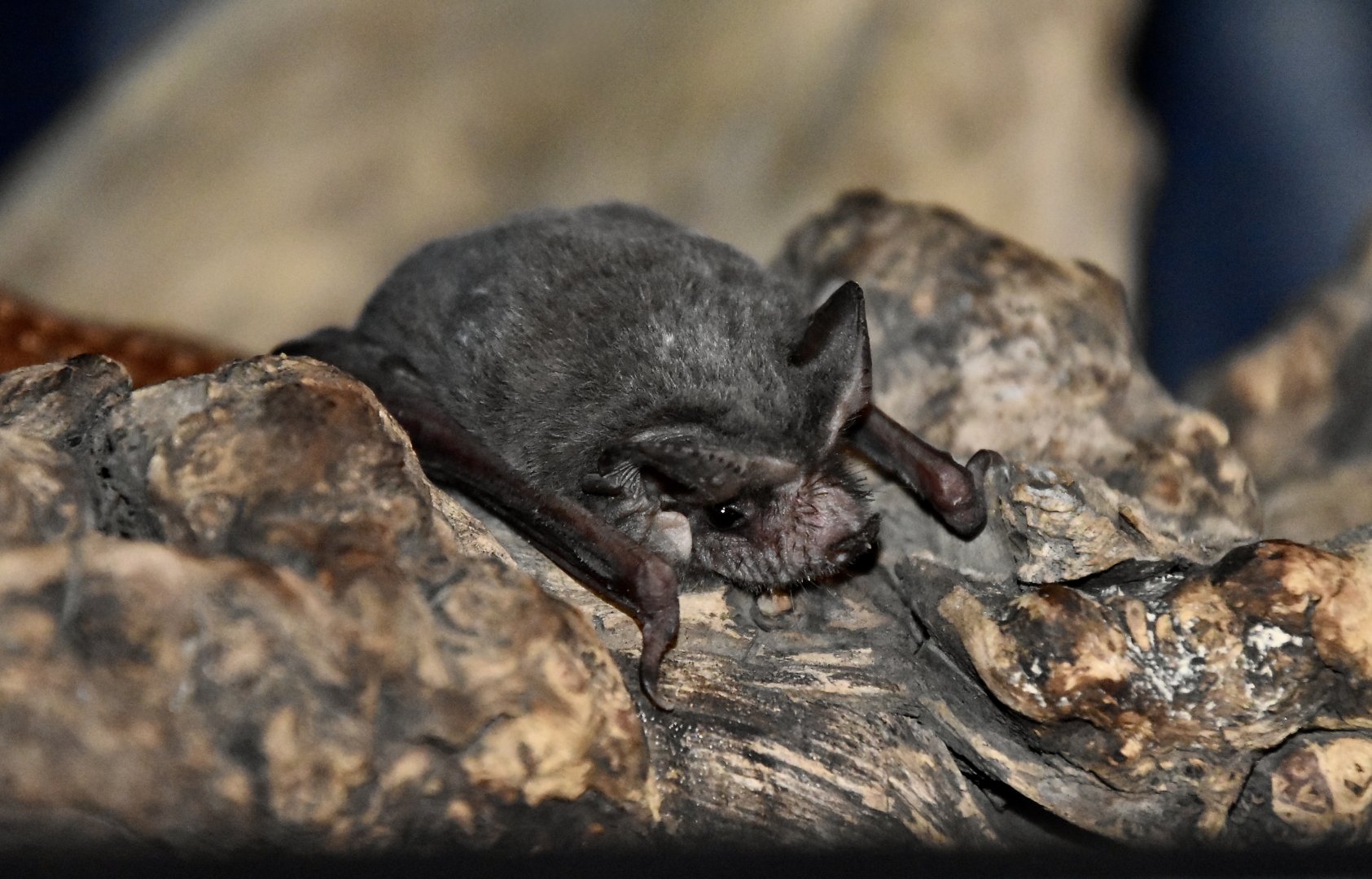 AZ Bat Rescue - Mexican Free-Tailed Bat (Tadarida brasiliensis mexicana)