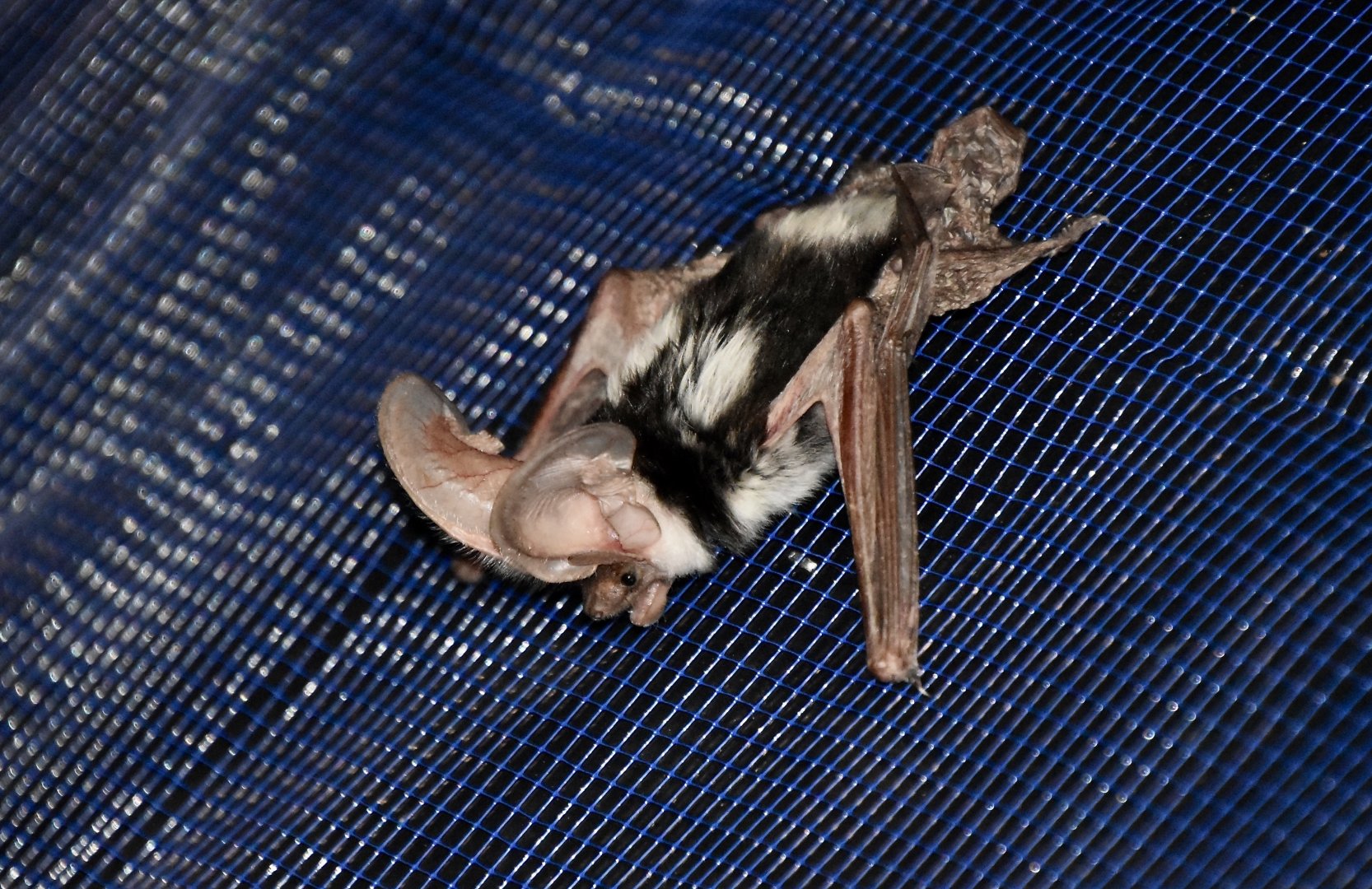 AZ Bat Rescue - Spotted Bat (Euderma maculatum)