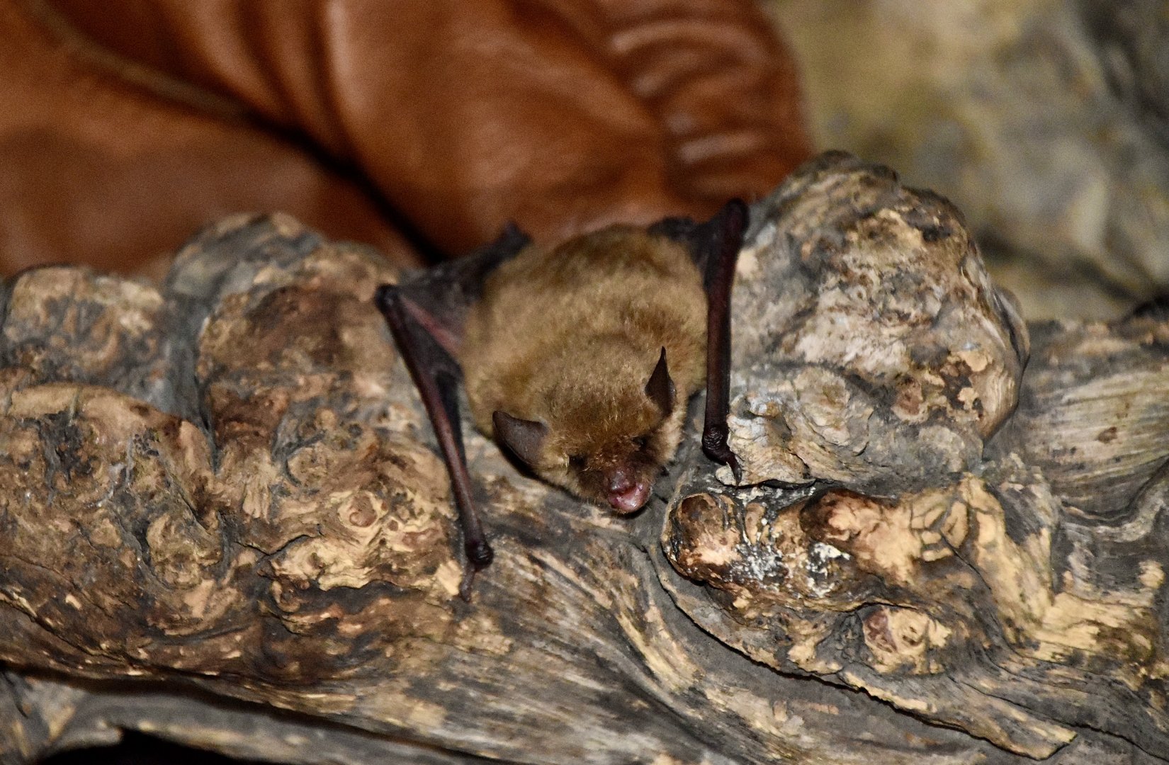 AZ Bat Rescue - Western Small-Footed Myotis (Myotis ciliolabrum)