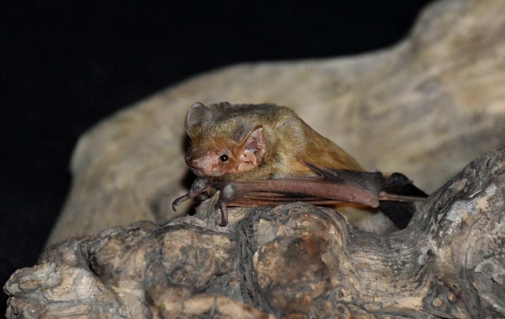 AZ Bat Rescue - Western Yellow Bat (Lasiurus xanthinus)
