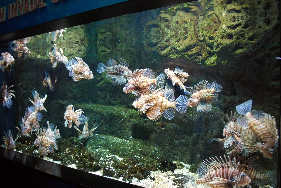 AZA 9-13-11 Georgia Aquarium