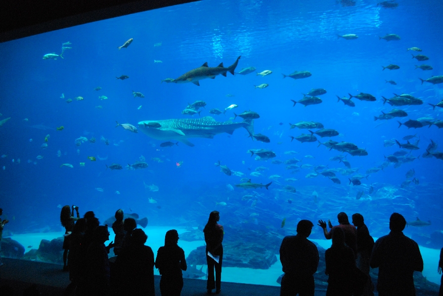 AZA 9-13-11 Georgia Aquarium