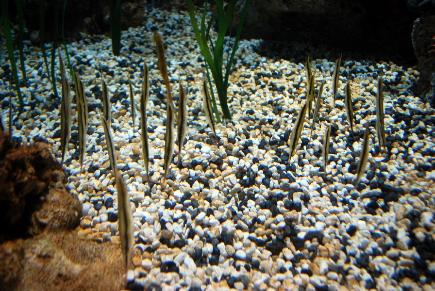 AZA 9-13-11 Georgia Aquarium