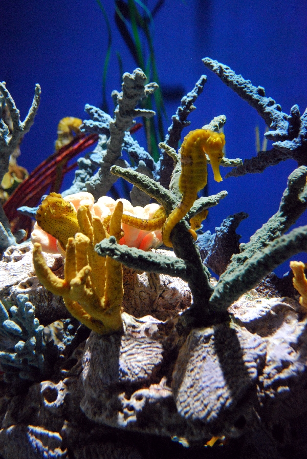 AZA 9-13-11 Georgia Aquarium