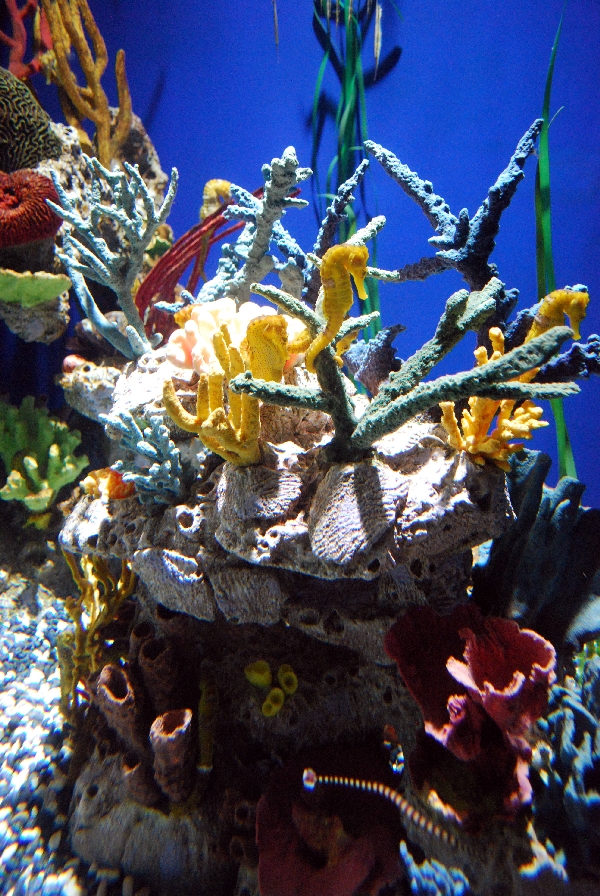 AZA 9-13-11 Georgia Aquarium