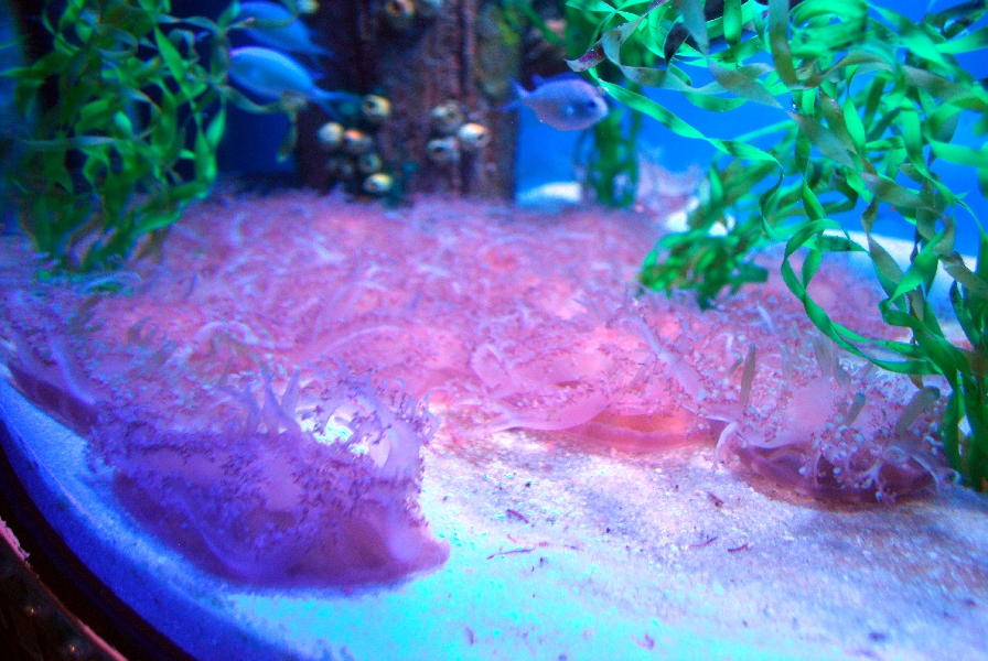 AZA 9-13-11 Georgia Aquarium