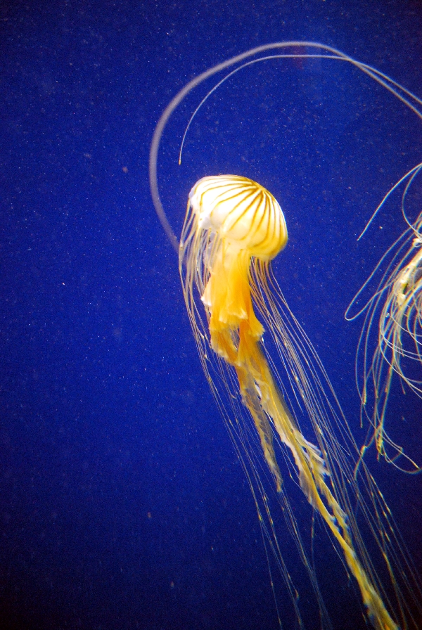 AZA 9-13-11 Georgia Aquarium