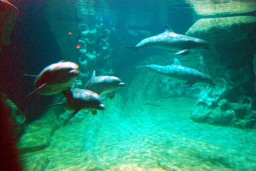 AZA 9-13-11 Georgia Aquarium