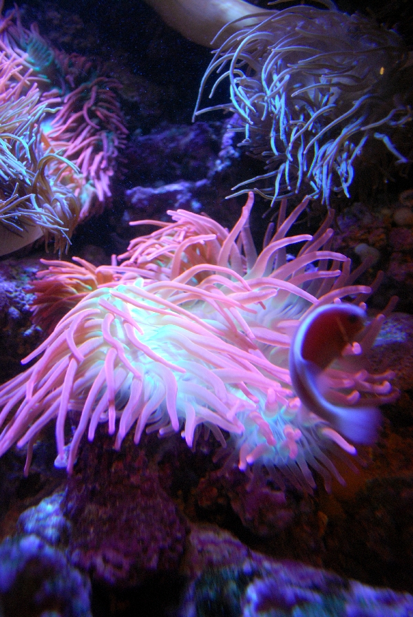 AZA 9-13-11 Georgia Aquarium