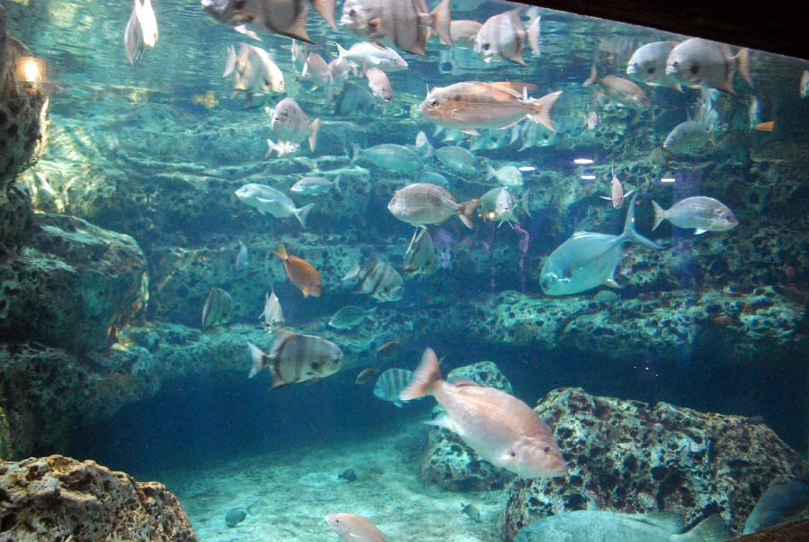 AZA 9-13-11 Georgia Aquarium