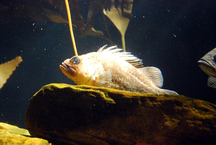 AZA 9-13-11 Georgia Aquarium