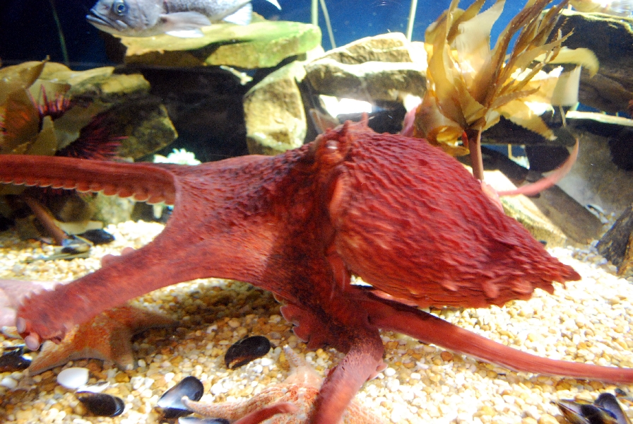 AZA 9-13-11 Georgia Aquarium