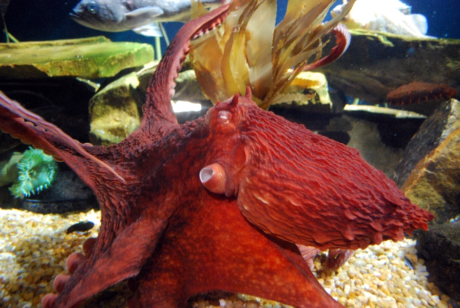 AZA 9-13-11 Georgia Aquarium