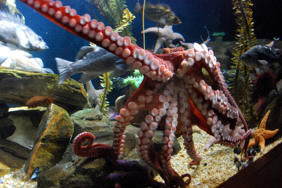 AZA 9-13-11 Georgia Aquarium