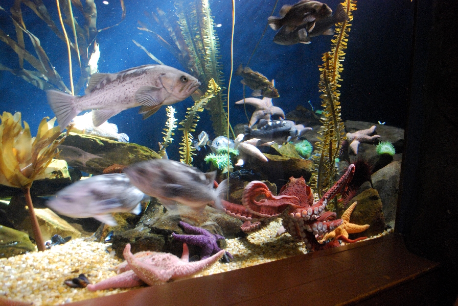 AZA 9-13-11 Georgia Aquarium