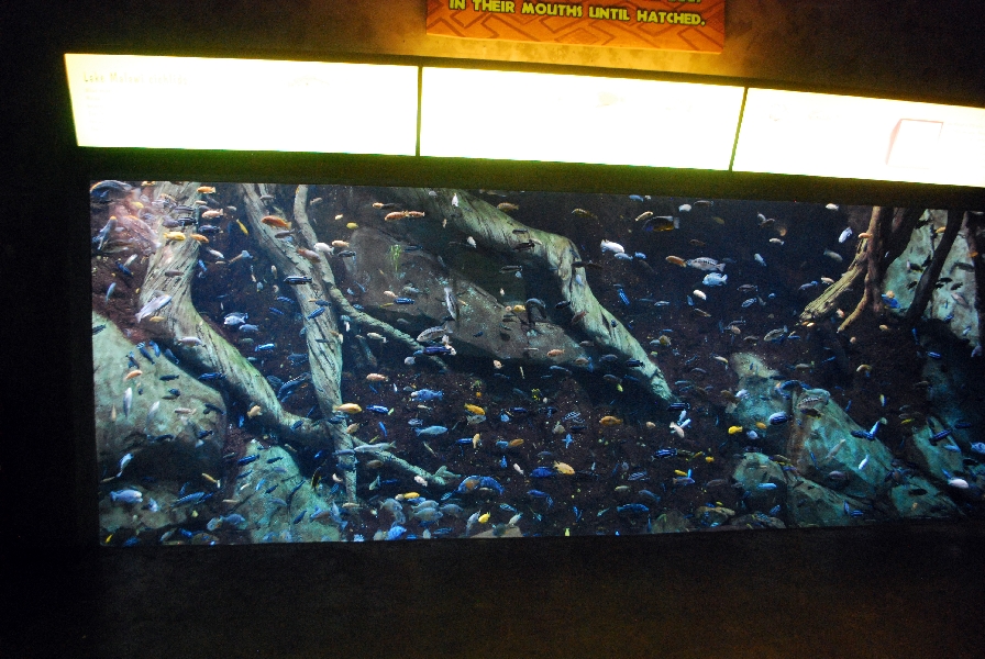 AZA 9-13-11 Georgia Aquarium