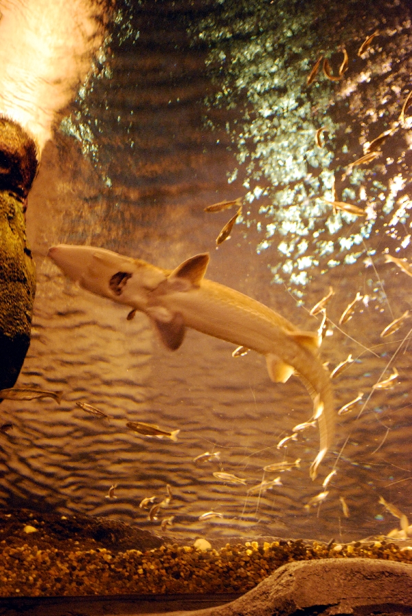 AZA 9-13-11 Georgia Aquarium