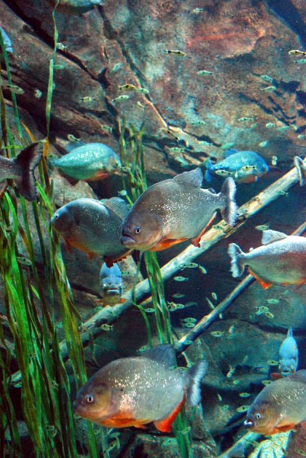 AZA 9-13-11 Georgia Aquarium