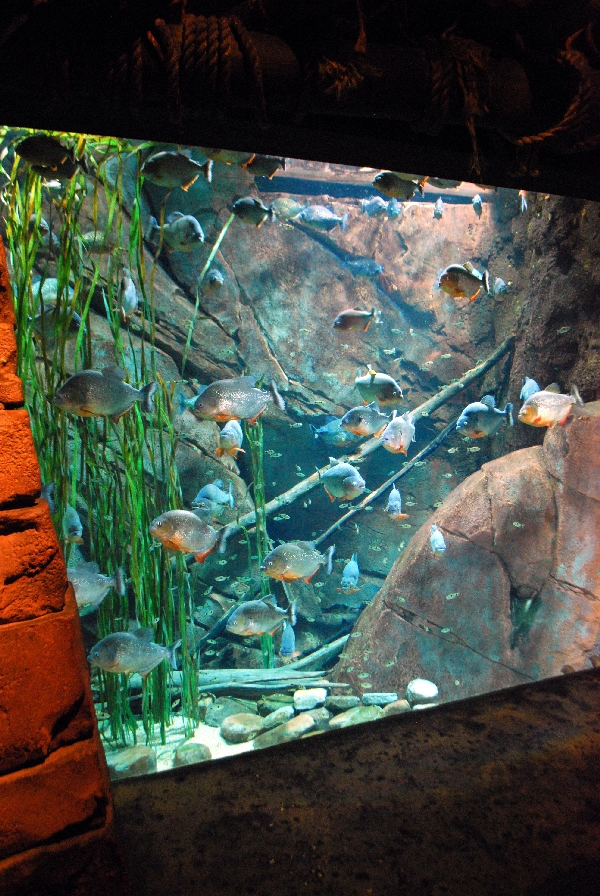 AZA 9-13-11 Georgia Aquarium