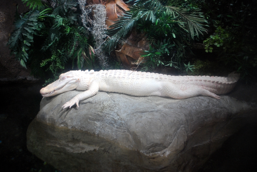 AZA 9-13-11 Georgia Aquarium