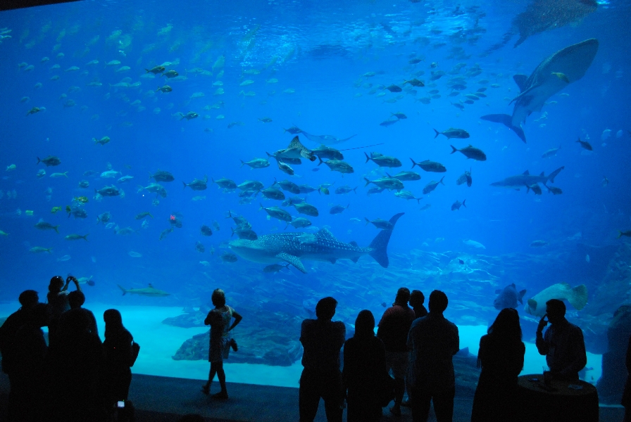 AZA 9-13-11 Georgia Aquarium