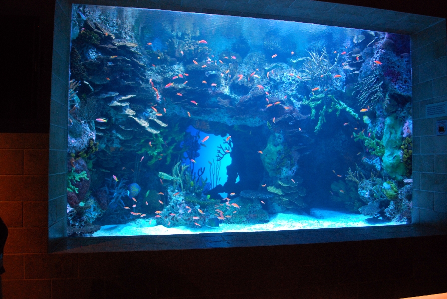 AZA 9-13-11 Georgia Aquarium