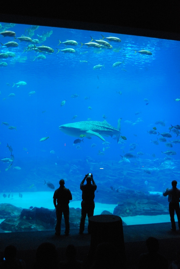 AZA 9-13-11 Georgia Aquarium