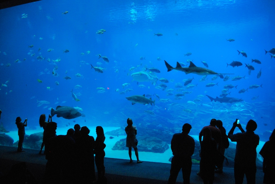AZA 9-13-11 Georgia Aquarium