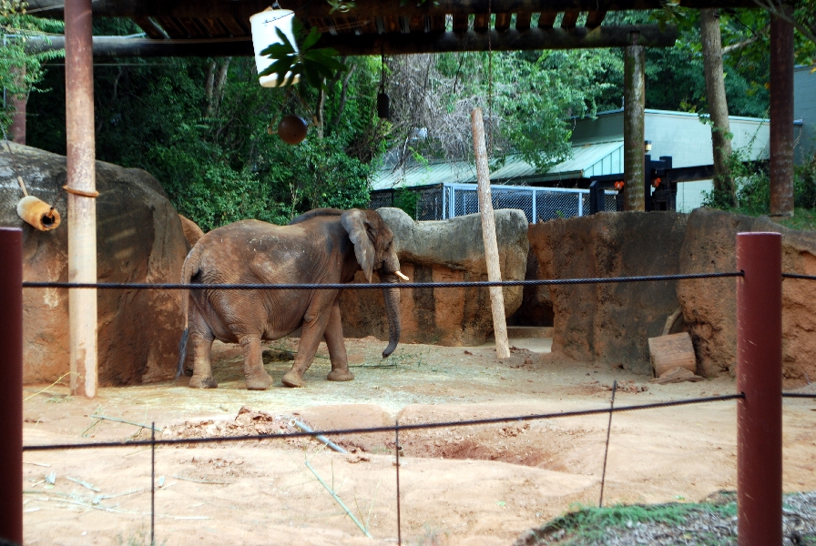AZA 9-17-11 Atlanta Zoo