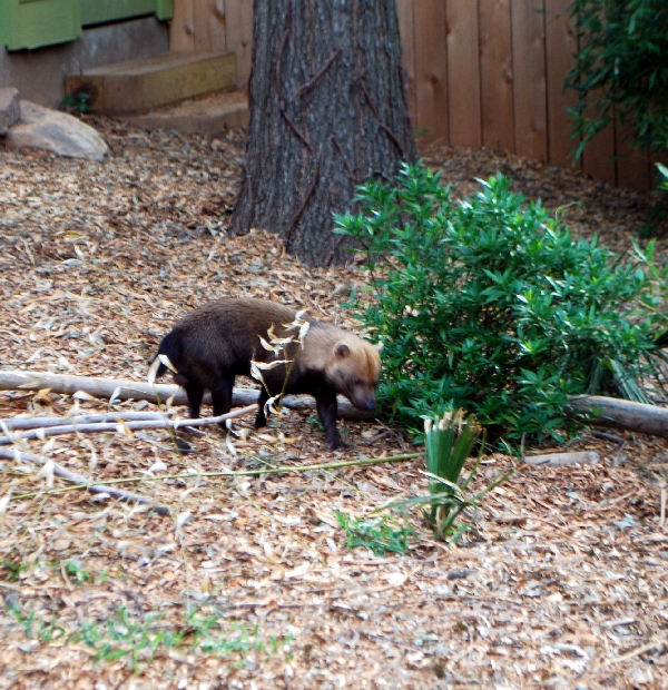 AZA 9-17-11 Atlanta Zoo