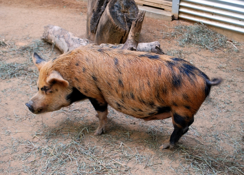 AZA 9-17-11 Atlanta Zoo