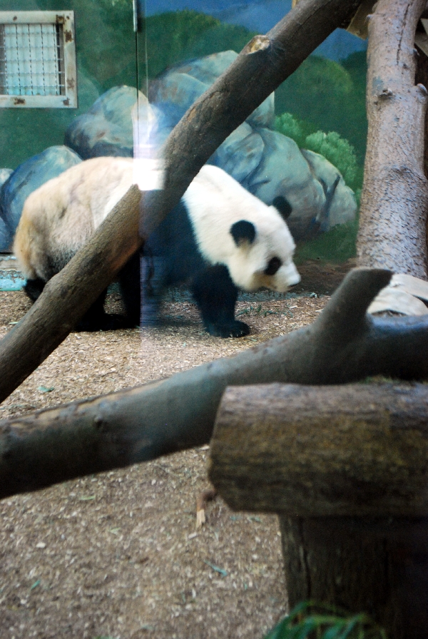 AZA 9-17-11 Atlanta Zoo