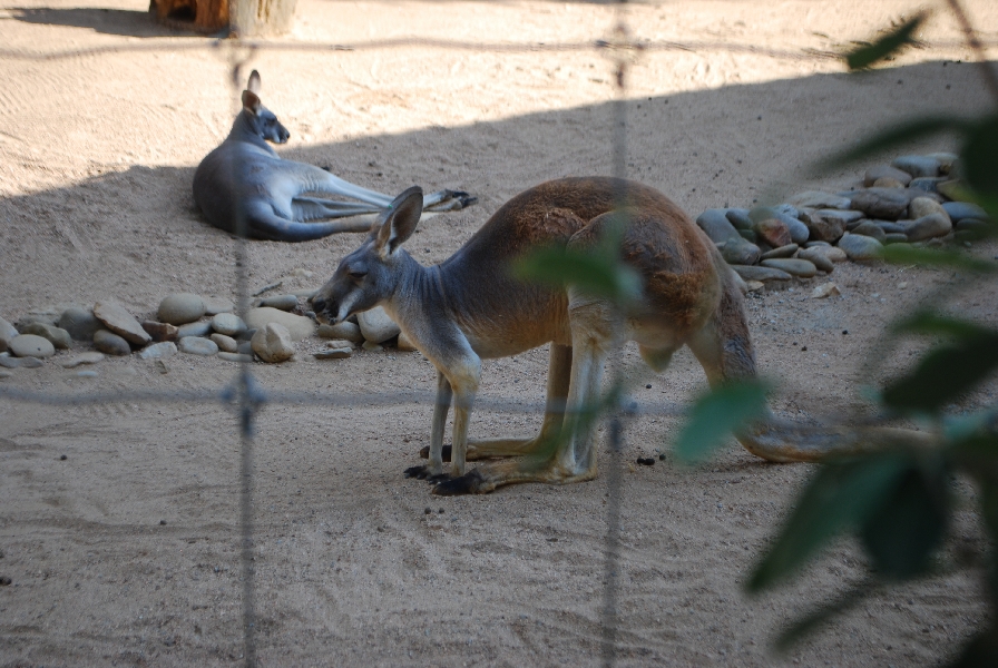 AZA 9-17-11 Atlanta Zoo