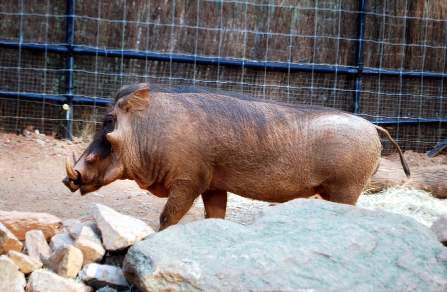 AZA 9-17-11 Atlanta Zoo