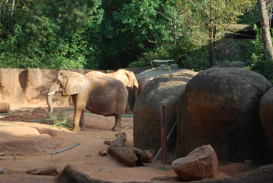 AZA 9-17-11 Atlanta Zoo