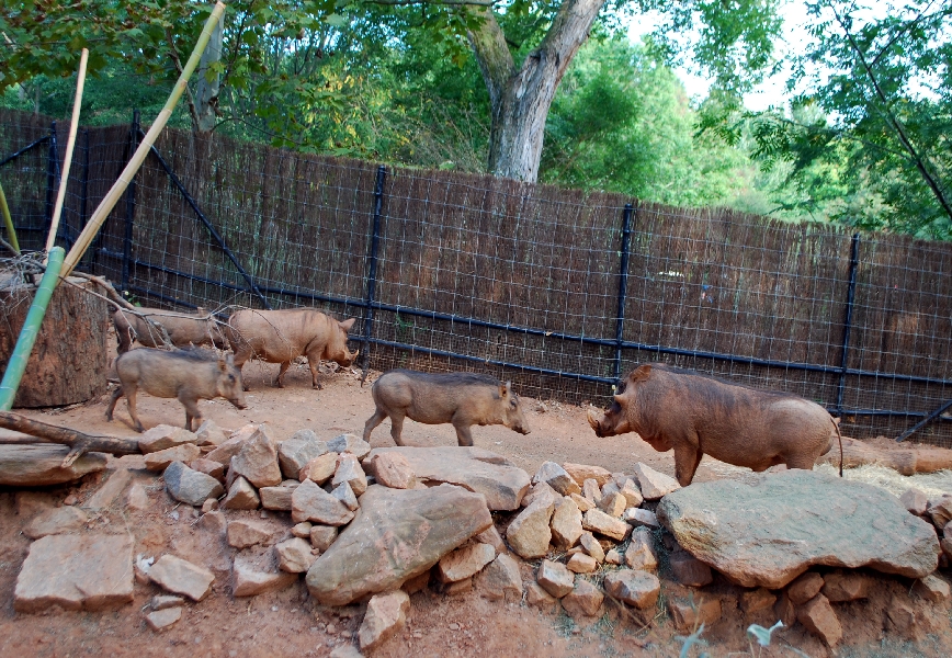 AZA 9-17-11 Atlanta Zoo