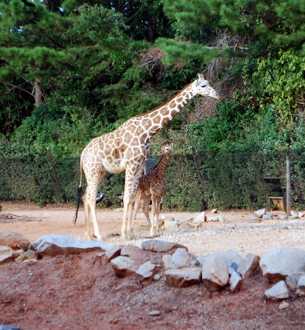 AZA 9-17-11 Atlanta Zoo