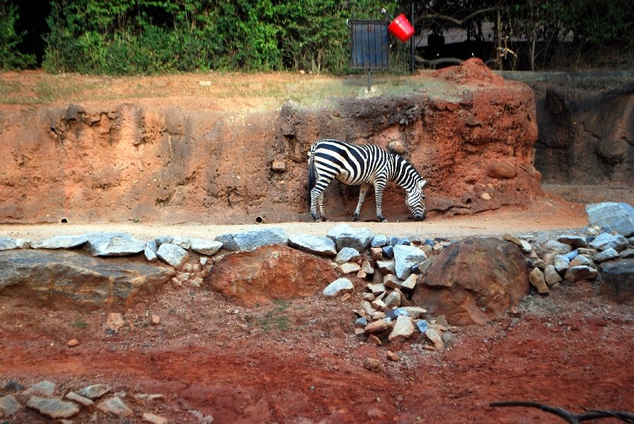 AZA 9-17-11 Atlanta Zoo