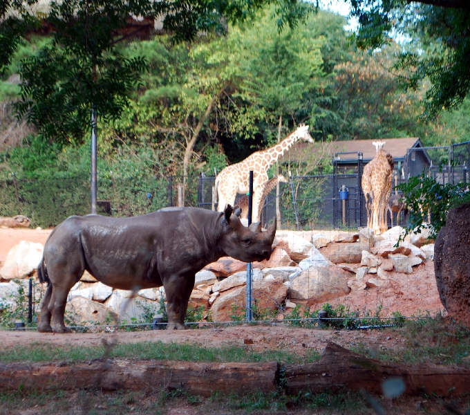 AZA 9-17-11 Atlanta Zoo