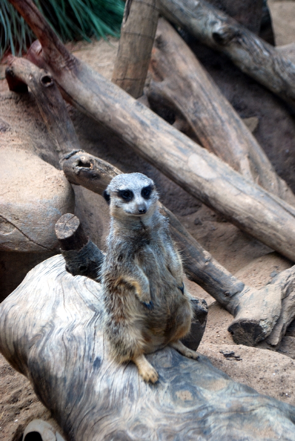 AZA 9-17-11 Atlanta Zoo