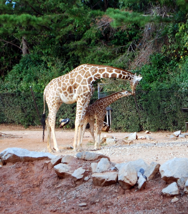 AZA 9-17-11 Atlanta Zoo