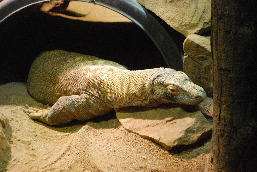 AZA 9-17-11 Atlanta Zoo