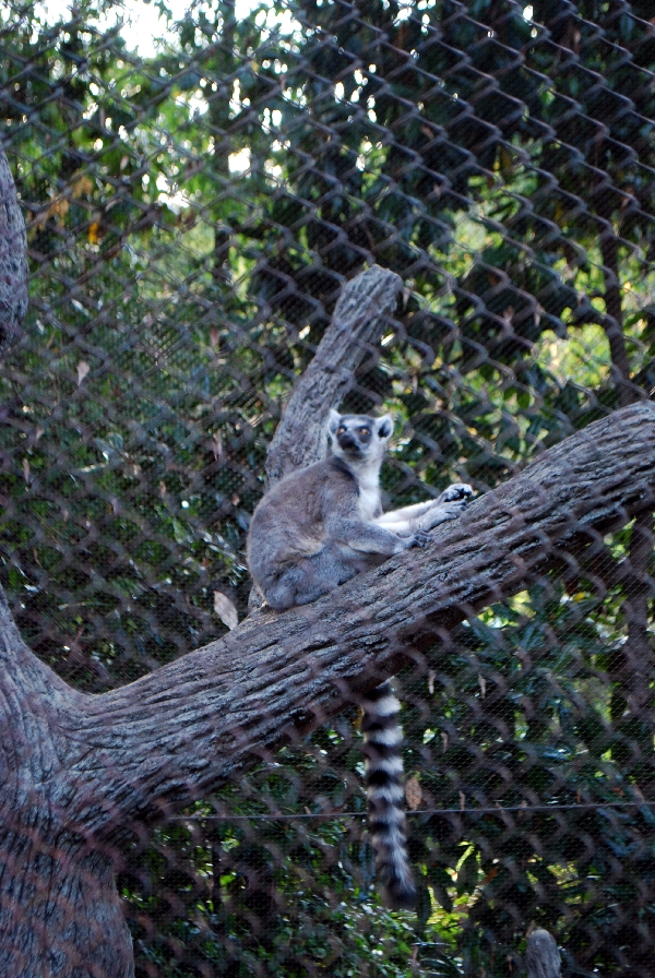 AZA 9-17-11 Atlanta Zoo