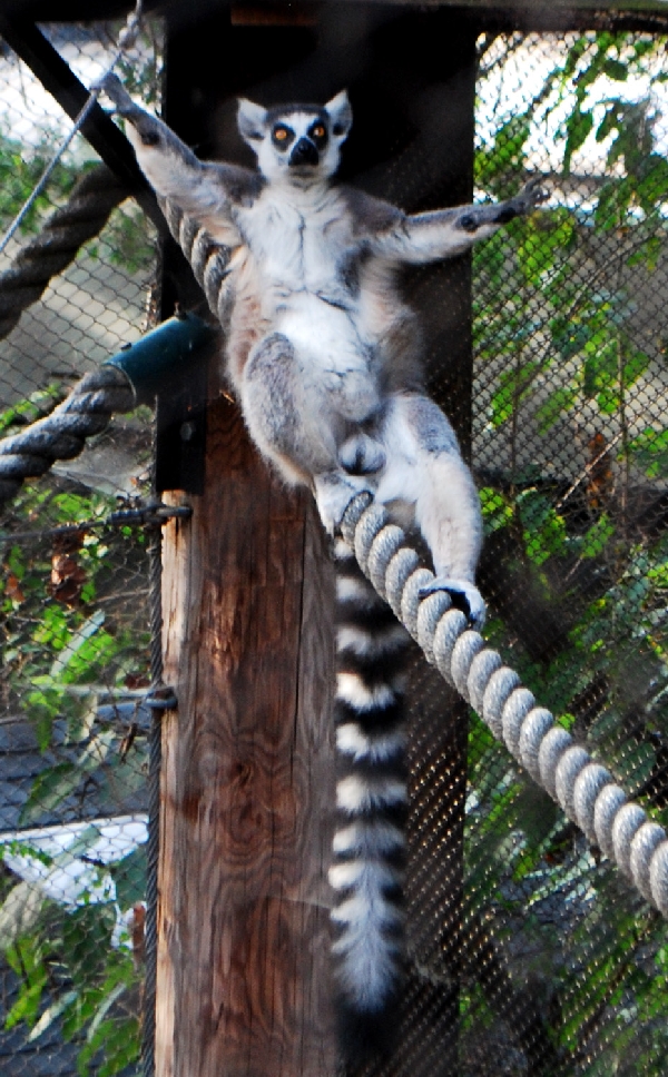 AZA 9-17-11 Atlanta Zoo