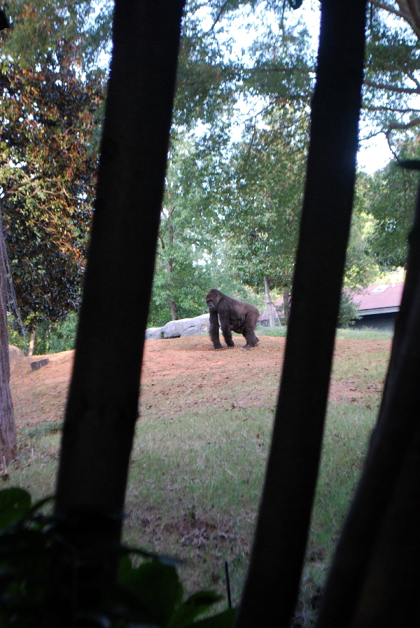 AZA 9-17-11 Atlanta Zoo