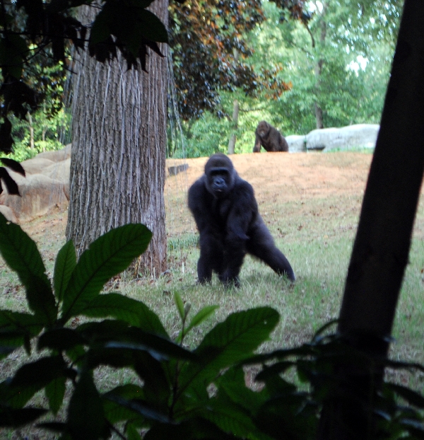 AZA 9-17-11 Atlanta Zoo